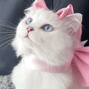 𝓐のプロフィール画像
