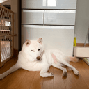 みみみまのプロフィール画像
