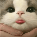 めめのプロフィール画像