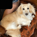でぶっくすの飼い主のプロフィール画像