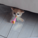 黒目奥目小粒目猫のプロフィール画像