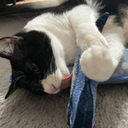 ねこねこのプロフィール画像