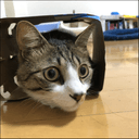 くろとはのプロフィール画像