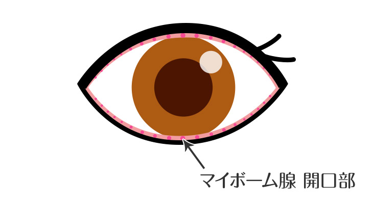 マイボーム腺